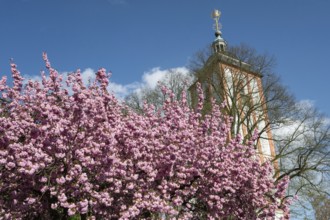 Flowering Japanese ornamental cherry (Cerasus serrulata), in the background St. Nikolai Church with