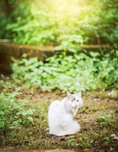 Portrait of a cute white cat in the yard looking at the camera