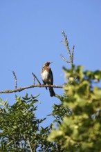 Thrush on a tree, June, Germany, Europe