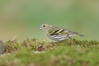 Eurasian siskin (Carduelis spinus), female sitting on moss, mossy ground, Wilnsdorf, North