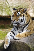 Siberian tiger (Panthera tigris altaica), Nuremberg Zoo, Middle Franconia, Bavaria, Germany, Europe