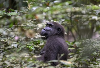 Western lowland gorilla (Gorilla gorilla gorilla), female, Loango National Park, Parc National de