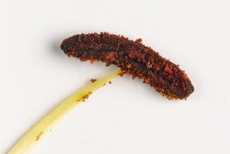 Close-up of a pollen-covered stamen of the lily (Lilium), white background