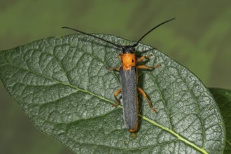 Macro photograph of a red-necked willow buck (Oberea oculata) with orange head and black body,