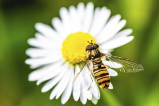 Marmalade Hoverfly, Episyrphus balteatus on white flower, Hoverfly, Hover fly