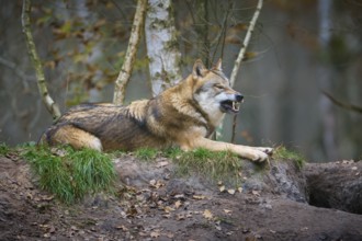 A gray wolf (Canis Lupus), lying on a hill and baring its teeth in the forest with autumnal