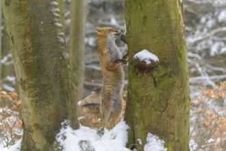 Red fox (Vulpes vulpes), standing on its hind legs, leaning against a tree in a snowy forest scene,