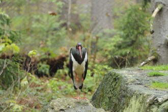 Black Stork (Ciconia nigra) in a forest in spring, captive