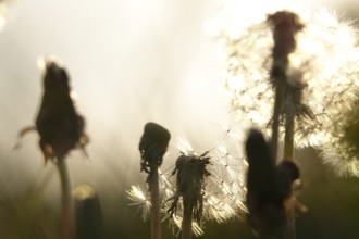 Dandelions in the evening light, May, Germany, Europe