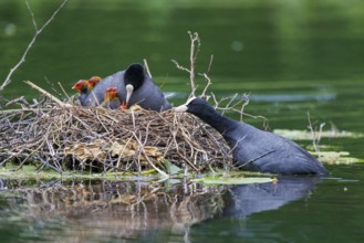 Common coots (Fulica atra), Germany, Europe