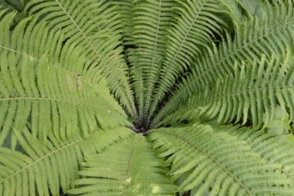 Ostrich fern (Matteuccia struthiopteris), Botanical Garden, Erlangen, Middle Franconia, Bavaria,