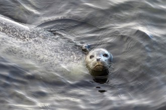 Harbor seal, phoca vitulina vitulina. Seal floating in the sea and watching. Head above the water.