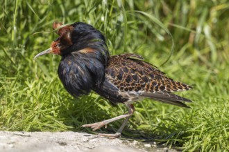 A bird with brown and black feathers in a meadow in summer, ruff (Calidris pugnax, Syn.: