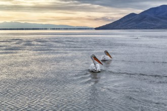 Two Dalmatian pelicans (Pelecanus crispus) swimming in Lake Kerkini, Lake Kerkini, sunrise, Central