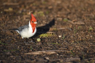 Red-crested cardinal (Paroaria coronata) or red-crested cardinal, seen in Buenos Aires, Argentina,