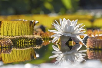 Blossom of a water lily, water lily pond in the Zoological-Botanical Garden, Stuttgart,