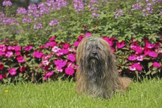 Lhasa Apso in front of flower bed, sitting