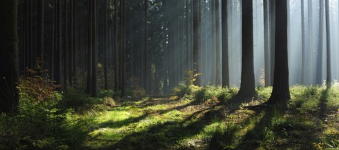 Panorama, spruce forest in autumn with fog, sun shining through the tree trunks, Harz foreland,