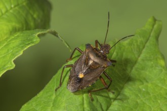 A Forest bug (Pentatoma rufipes) sits on a fresh green leaf and forms a clear contrast to the leaf