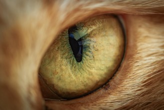 Extremely close-up detail photo of a yellow cat's eye (Felis catus)