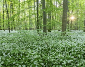 Near-natural deciduous forest with flowering wild garlic (Allium ursinum), sun star, Hainich