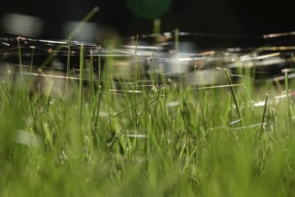 Meadow in October with spider webs, Saxony, Germany, Europe