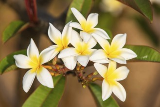 White and yellow plumeria flowers against a blurred background