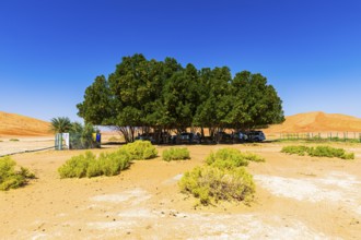 Green, shady oasis in the Rub al Khali desert, Dhofar province, Arabian Peninsula, Sultanate of