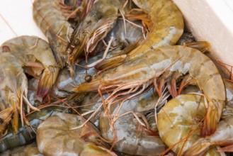 Close-up of fresh shrimps at a fish market, market, Nafplio, Nauplia, Nauplion, Nafplion, Argolis,