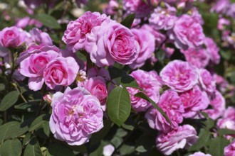 Blooming pink roses in Rosedal, the rose garden in Buenos Aires, Argentina, South America