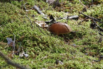 Mushroom in the forest in October, Saxony, Germany, Europe