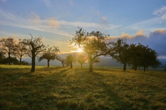 Sunrise in a wide landscape with orchard meadow, apple tree, and clouds in the sky, autumn,