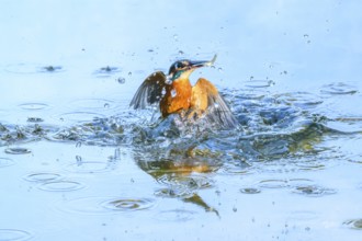 Common kingfisher (Alcedo atthis) flying out of the water after hunting fish, wildife, Catalonia,