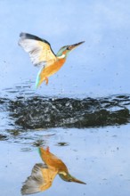 Common kingfisher (Alcedo atthis) flying out of the water after hunting fish, wildife, Catalonia,