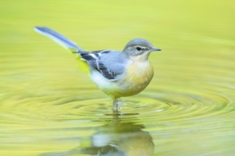 Grey wagtail (Motacilla cinerea) at the shore of a lake with autumncolours, wildife, Catalonia,