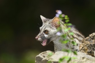 Portrait of a Common genet (Genetta genetta), wildlife in a forest, Montseny National Park,