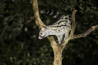 Common genet (Genetta genetta), climbing on a tree wildlife in a forest, Montseny National Park,