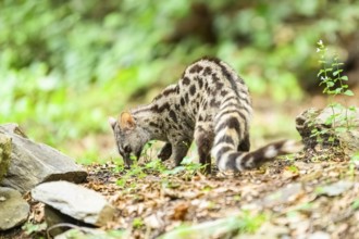 Common genet (Genetta genetta), wildlife in a forest, Montseny National Park, Catalonia, Spain,