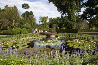 Lotus pond in the Royal Botanic Gardens, Kandy, Central Province, Sri Lanka, Asia