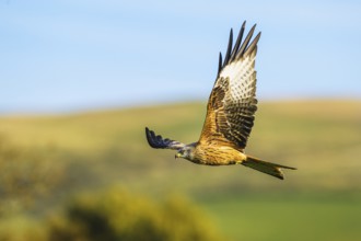 Red Kite, Milvus milvus, bird in flight