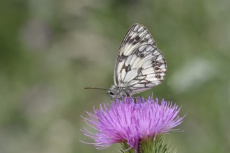 Checkerspot butterfly (Melanargia galathea) on creeping thistle (Cirsium hydrophilum), underside of