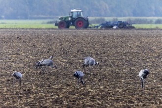 Cranes in a field with a tractor working in the background, Crane (Grus grus) wildlife, Western