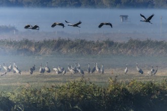 Cranes flying and standing on a field in the fog, tower in the background, Crane (Grus grus)