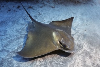 Underwater photo of Common eagle ray (Myliobatis aquila) swimming over sandy seabed seabed, East