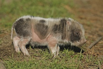 Pot-bellied pig (Sus scrofa domesticus), young animal