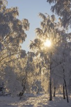 Sunbeams shining through the tree branches in a forest with frost and snow in a beautiful winter