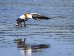 Common Shelduck, Tadorna tadorna bird in flight on water