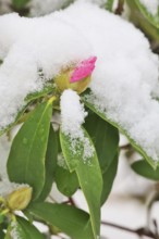 Rhododendron, Winter, Germany, Europe