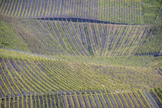 Vineyards on a steep slope on the Moselle, Rhineland-Palatinate, Germany, Europe