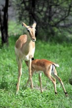 Black heeler antelope (Aepyceros melampus), adult, female, juvenile, suckling, Kruger National